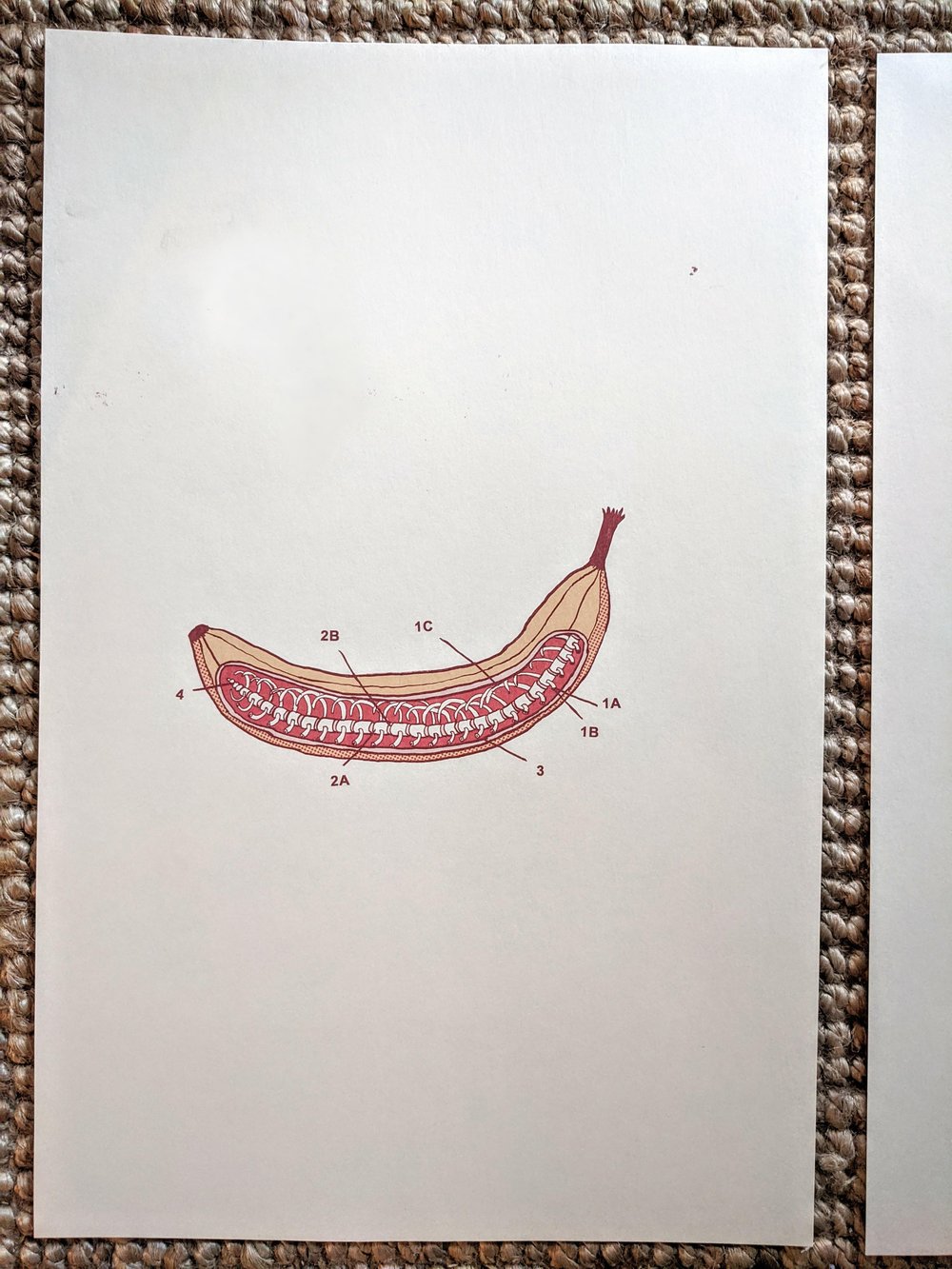 Image of Banana Anatomy