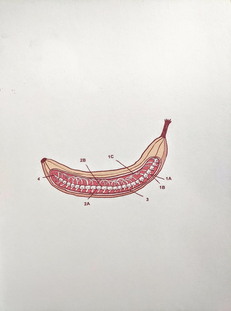 Image of Banana Anatomy