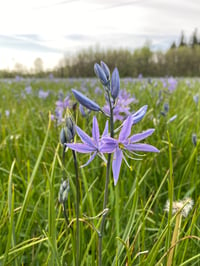 Camas Lily : Camassia quamash