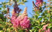 Image 1 of Douglas Spirea : Spiraea douglasii