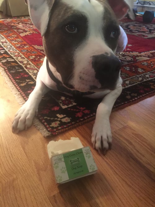 Image of Dog Gone Clean