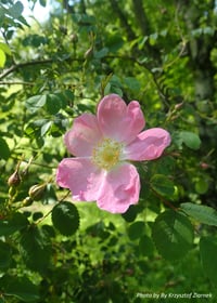 Image 2 of Nootka Rose : Rosa nutkana