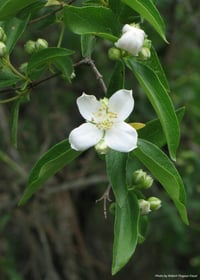 Image 2 of Mock Orange : Philadelphus lewisii