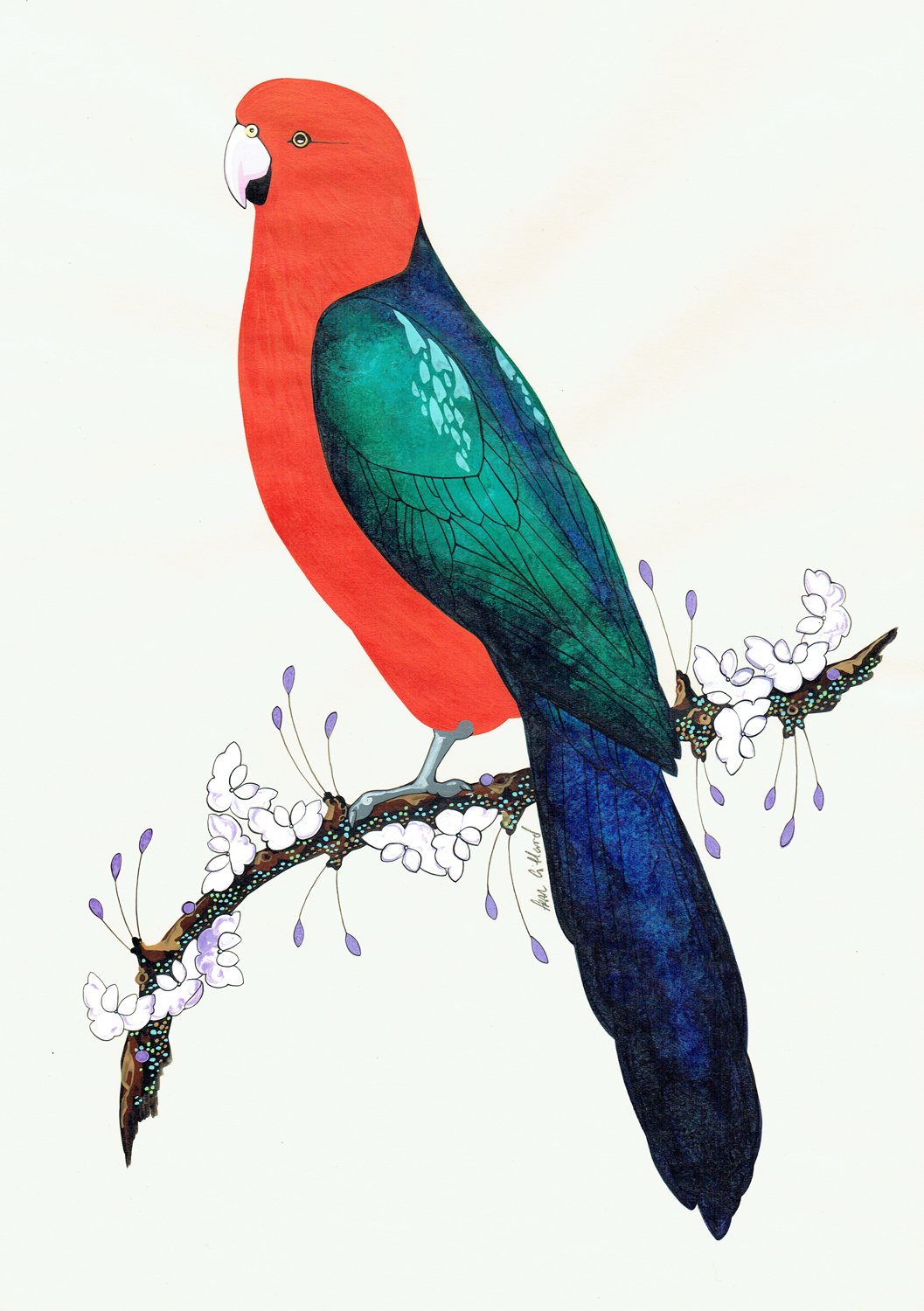 Image of Australian King Parrot