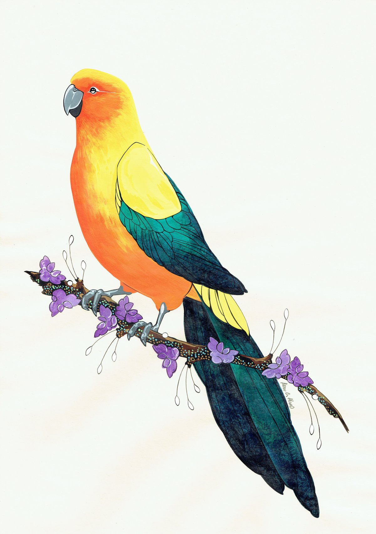 Image of Sun Conure