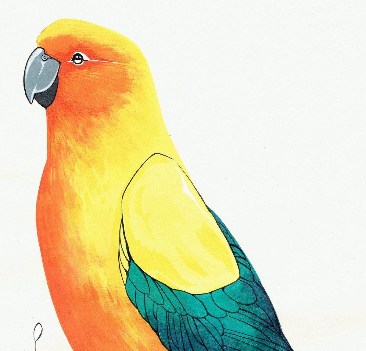 Image of Sun Conure