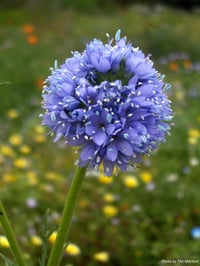 Globe Gilia : Gilia capitata