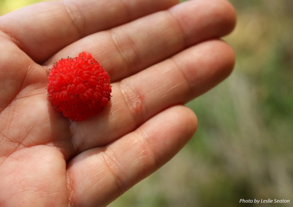 Thimbleberry : Rubus parviflorus