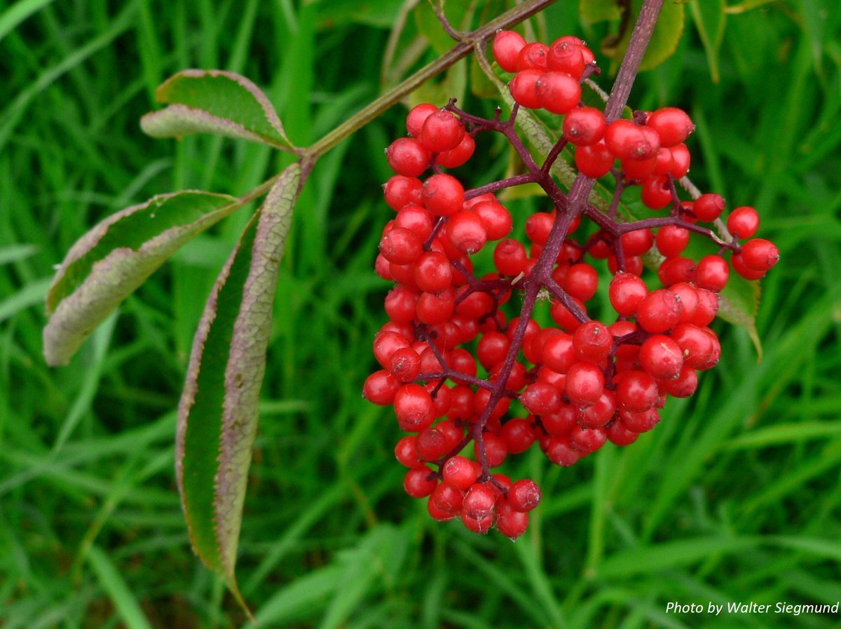 Red Elderberry : Sambucus racemosa