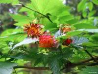 Image 4 of Salmonberry: Rubus spectabilis