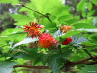 Image 3 of Salmonberry: Rubus spectabilis