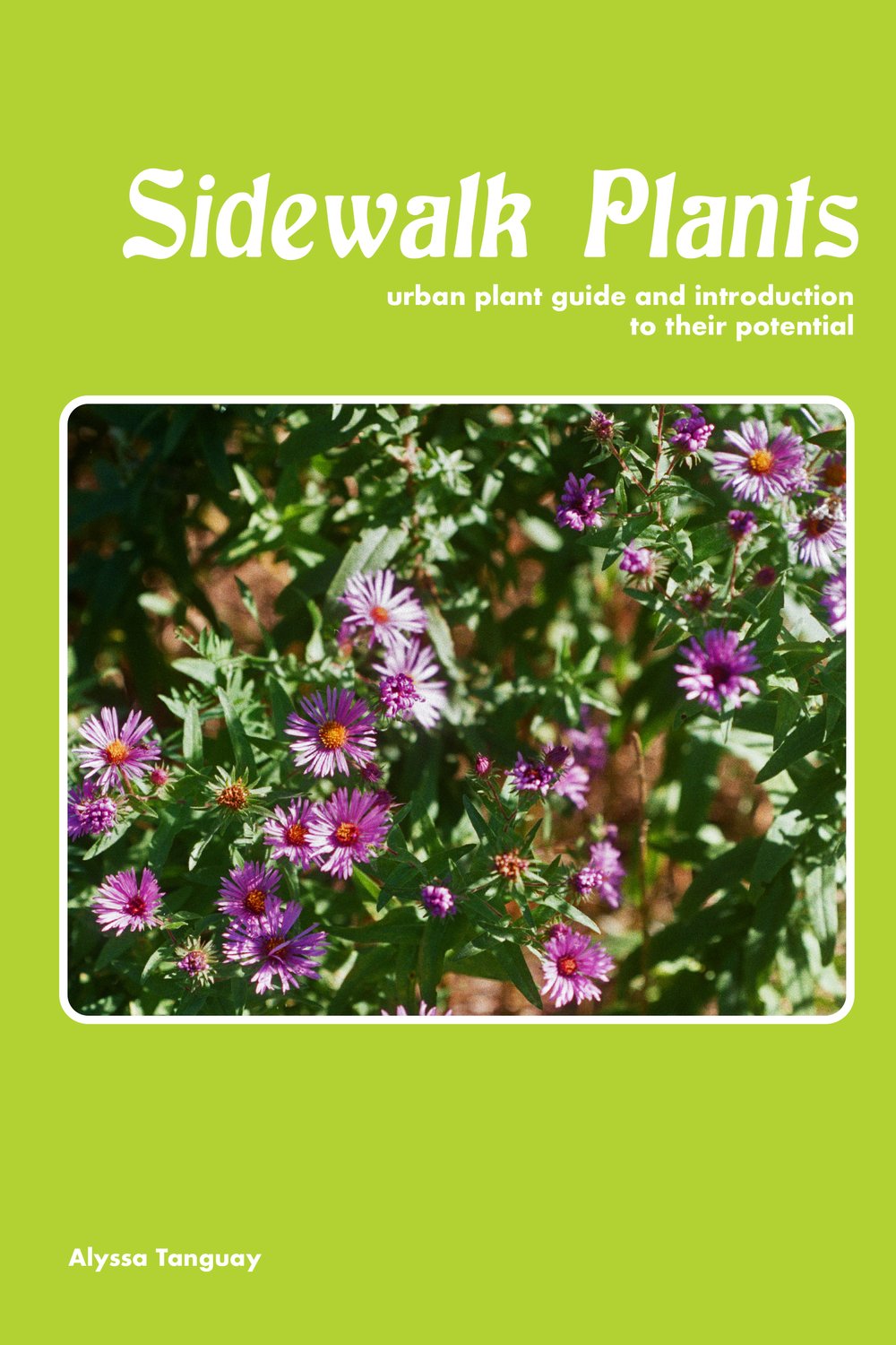 Image of Sidewalk Plants