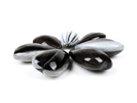 Image 5 of Sunflower Seed grouping of 20 seeds