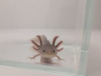 Image 2 of Copper Melanoid Juvenile Axolotl