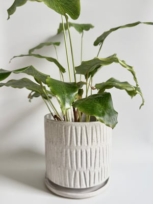 Image of Carved planter 