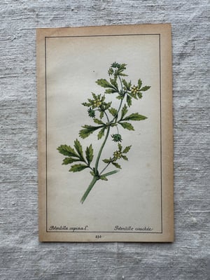 Image of Original French Botanical Plate (A)