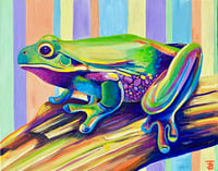 Image 1 of The Colourful Frog