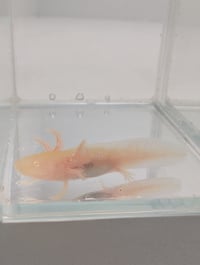 Image 2 of White Albino Juvenile Axolotl