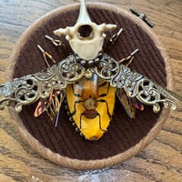 Image 3 of Specimen beetle (b, 4  inches)