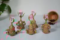 Image 4 of Baby Rosebud Mandrakes