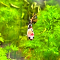 Image of Monkey Face Multicolour Koi Female Plakat