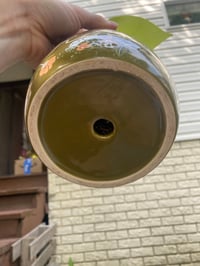 Image 5 of Lemon Lime Pothos in "Plant Your Own Roots" Pot