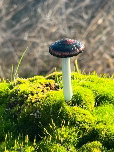 Image of Blue Staining Mushroom Plant Spike 1