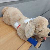 Image 2 of PJ the OSCE Practice Dog!