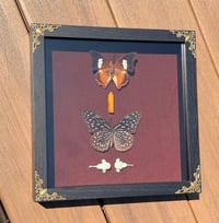 Image 4 of Fox Spine & Flutter