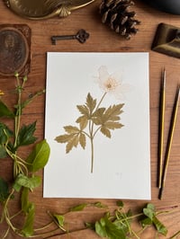 Image 1 of Wood Anemone Original Painting