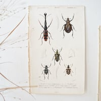 Image 10 of Illustration Ancienne Insectes