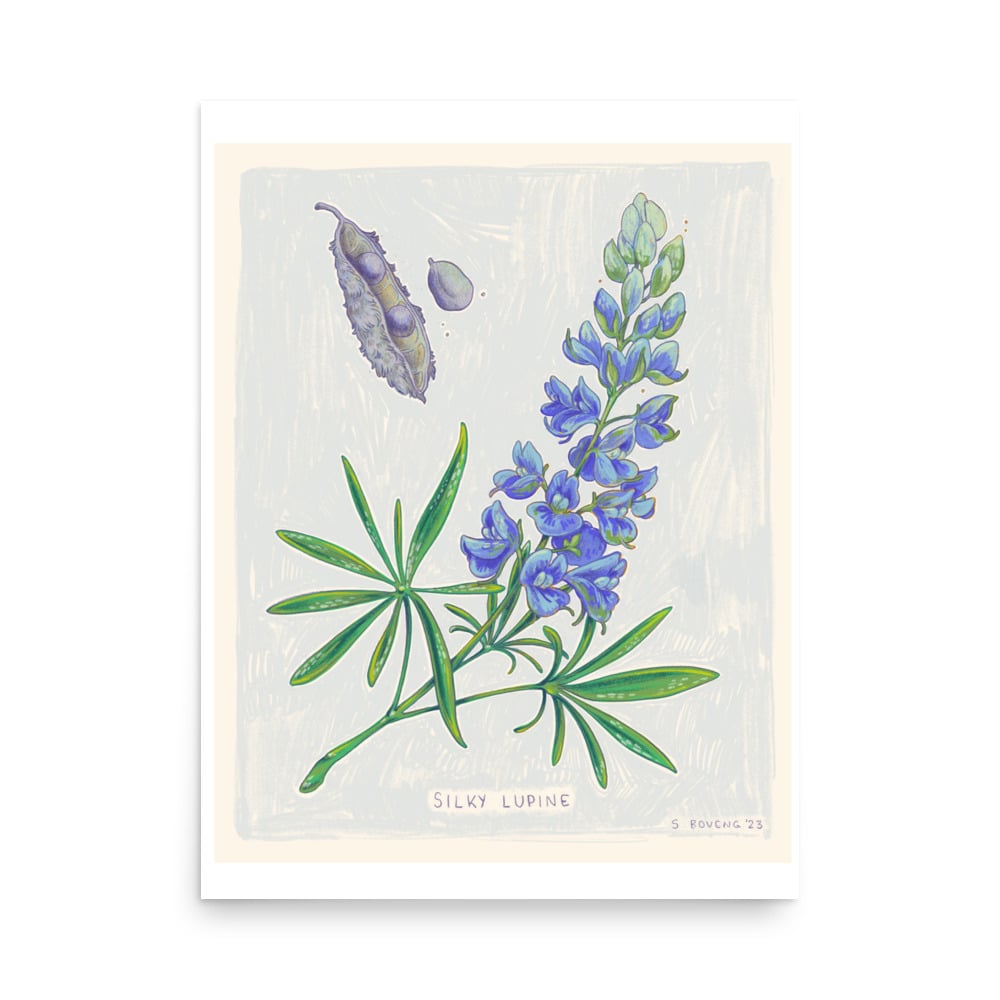 Image of Lupine- Print