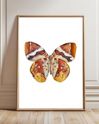 Image 1 of Thauria aliris Butterfly PRINT