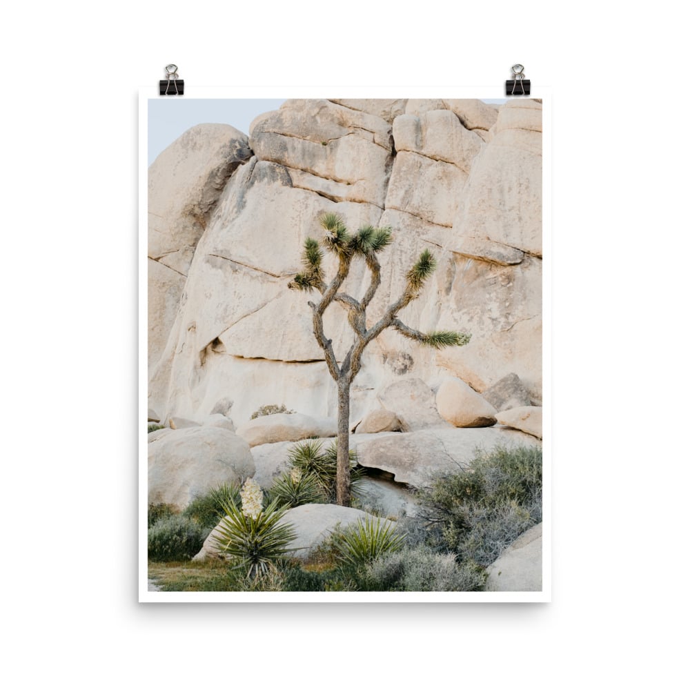 JT x Joshua Tree NP