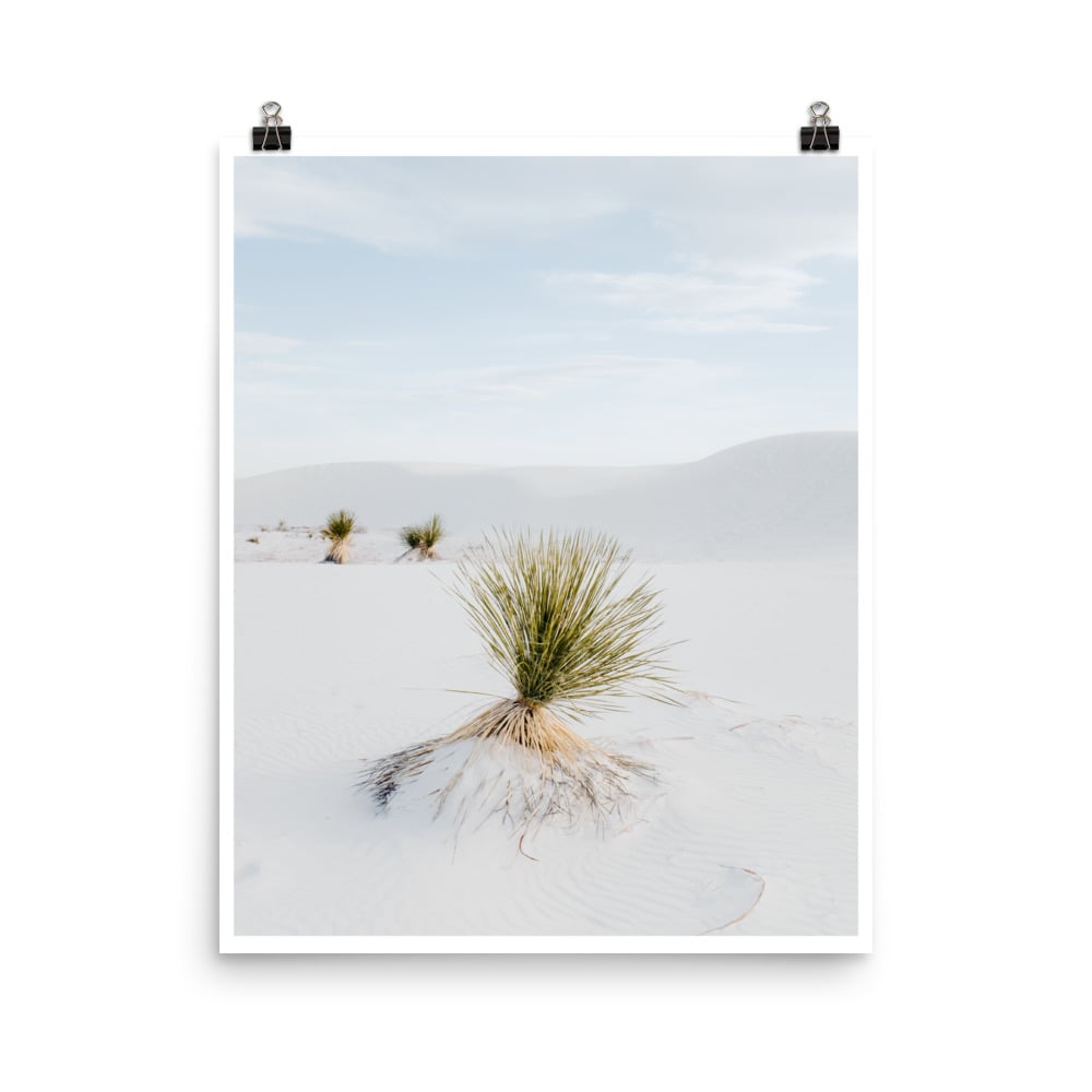 Flora x White Sands