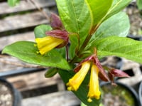 Image 1 of Twinberry : Lonicera involucrata