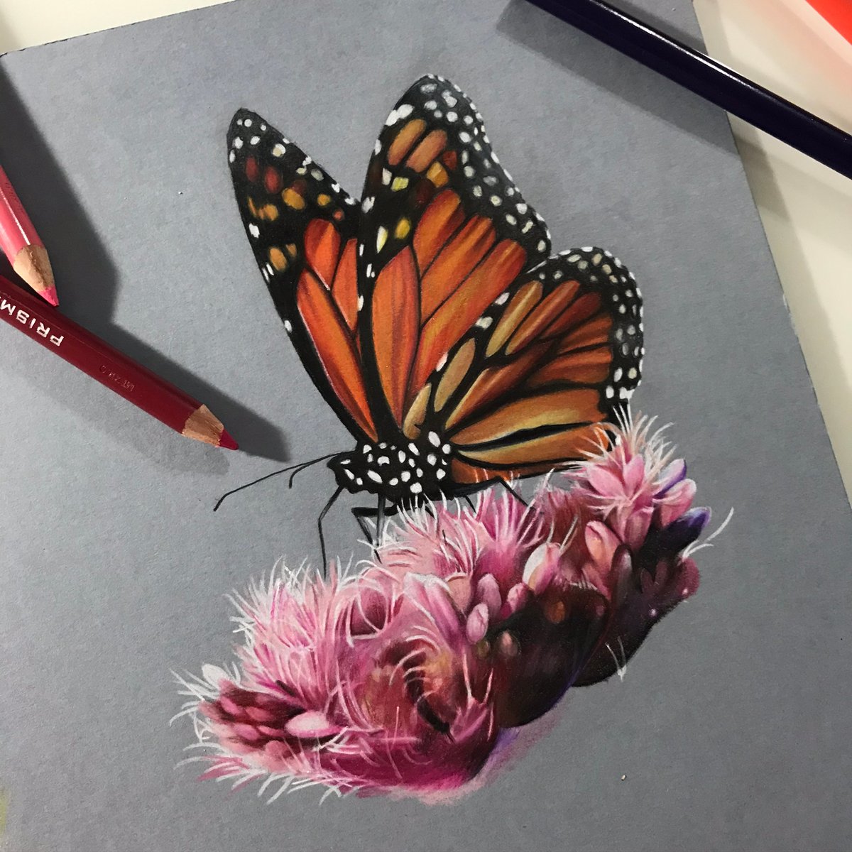 realistic butterfly and flower drawing