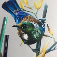Image 2 of Original Tui drawing. 