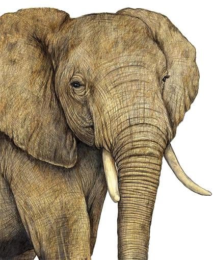 Image of Elephant signed fine art print in mount. Available in three sizes.