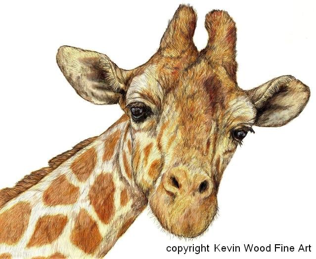 Image of Giraffe signed fine art print in mount. Available in three sizes.