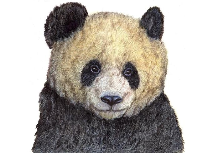 Image of Panda signed fine art print in mount. Available in three sizes.