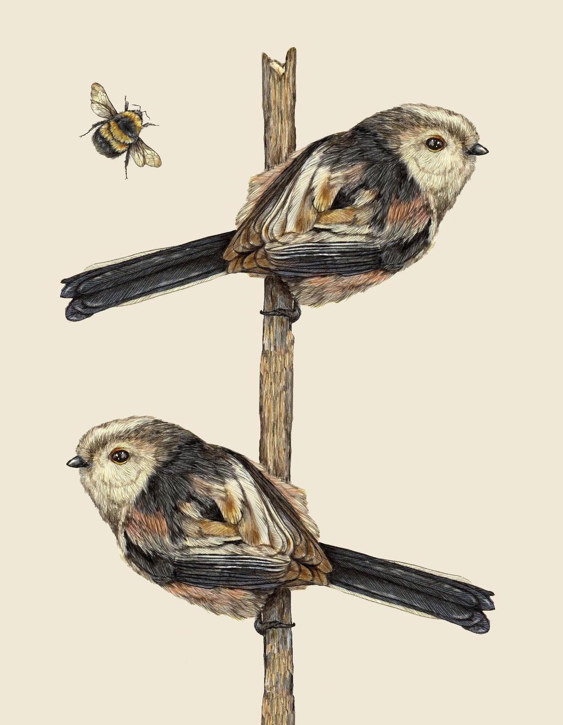 Image of Long tailed tits signed fine art print. Available in three sizes.