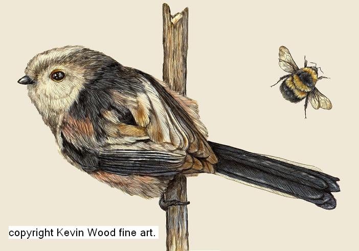 Image of Long tailed tit signed fine art print. Available in three sizes.