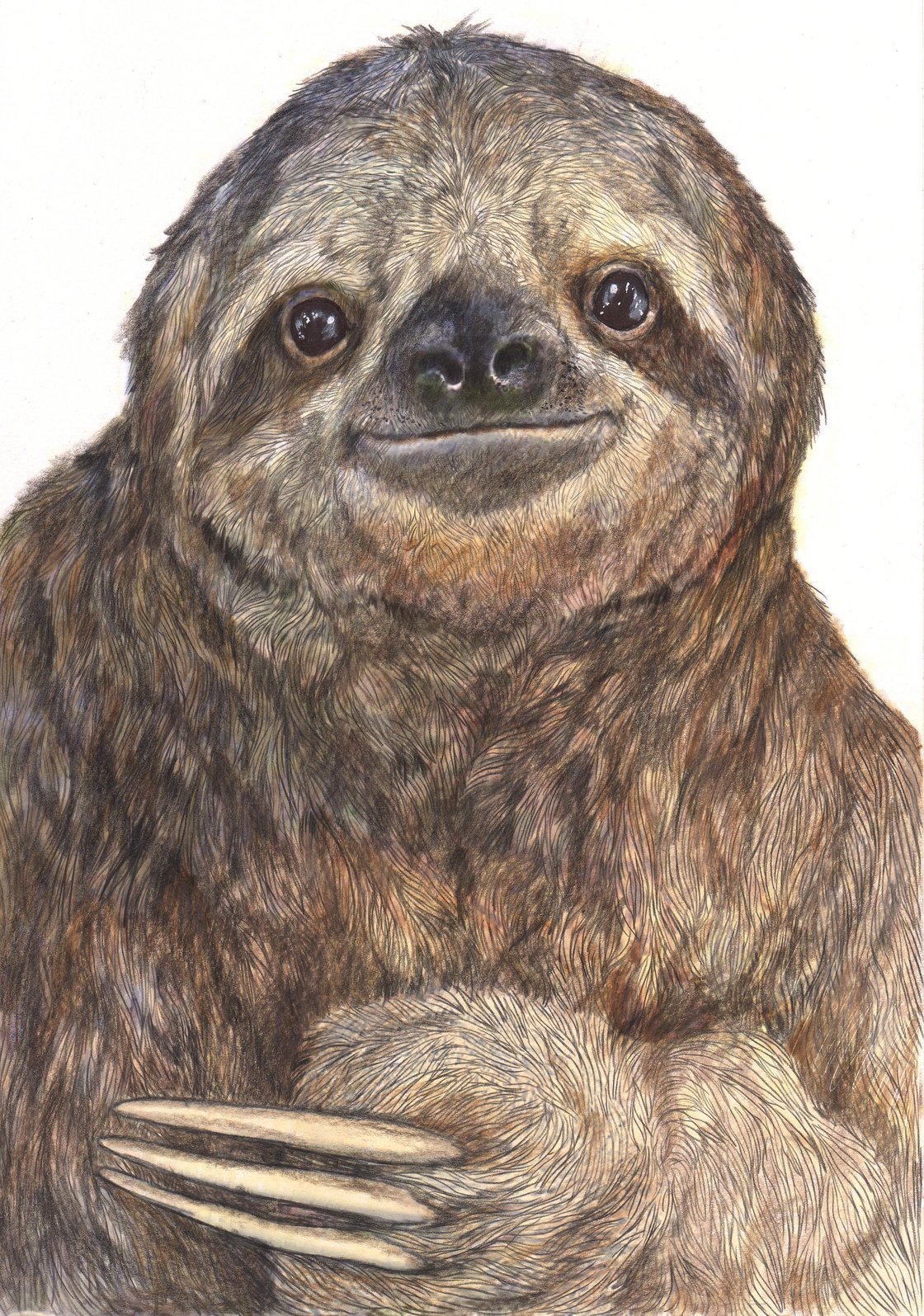Image of Sloth signed fine art print in mount. Available in three sizes