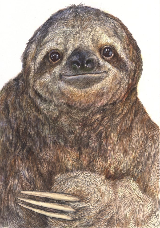 Image of Sloth signed fine art print in mount. Available in three sizes