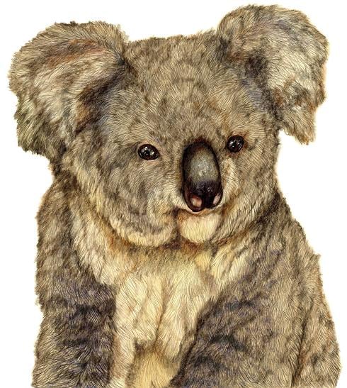 Image of Koala signed fine art print. Available in three sizes