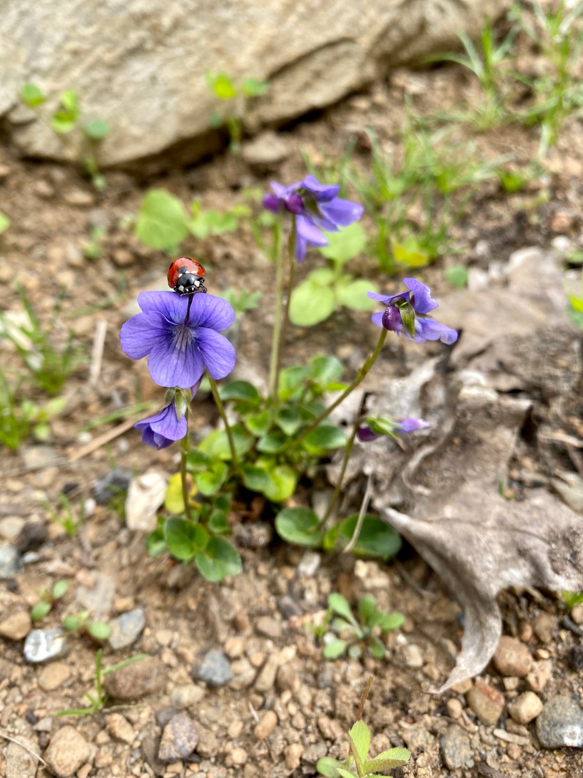 Early Blue Violet : Viola adunca