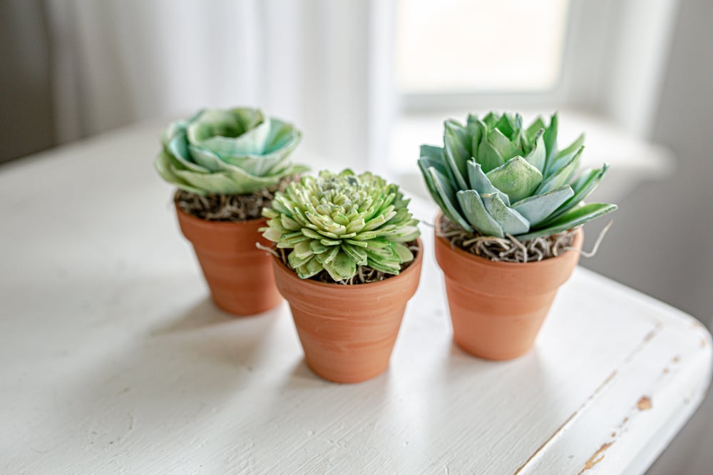 Image of Assorted Wood Succulents