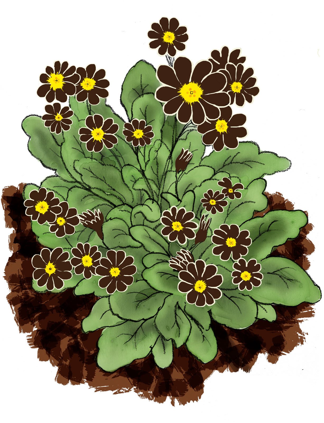 Late March:  Auricula
