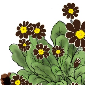 Late March:  Auricula